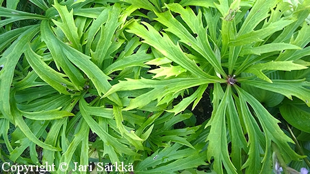 Syneilesis aconitifolia, kaitaliuskakilpi